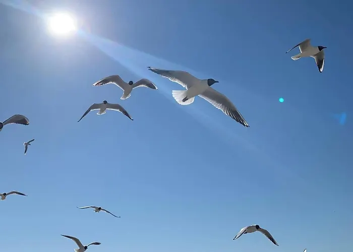 Black Pearl Z Krytym Basenem -pobierowo Baltic Apartments-sannel For Rent